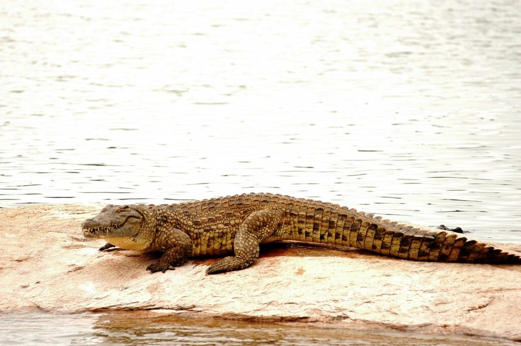 Crocodile on the shore of the Yamoussoukro lake