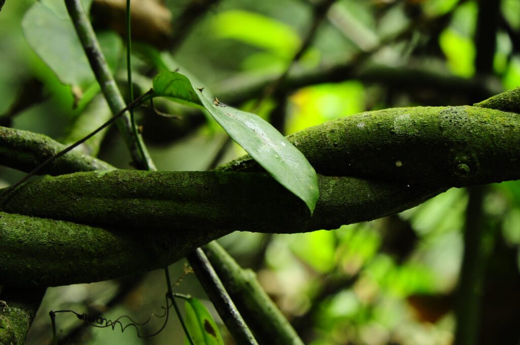 Lianas y vegetación del bosque primario del Parque Nacional del Banco, Abiyán