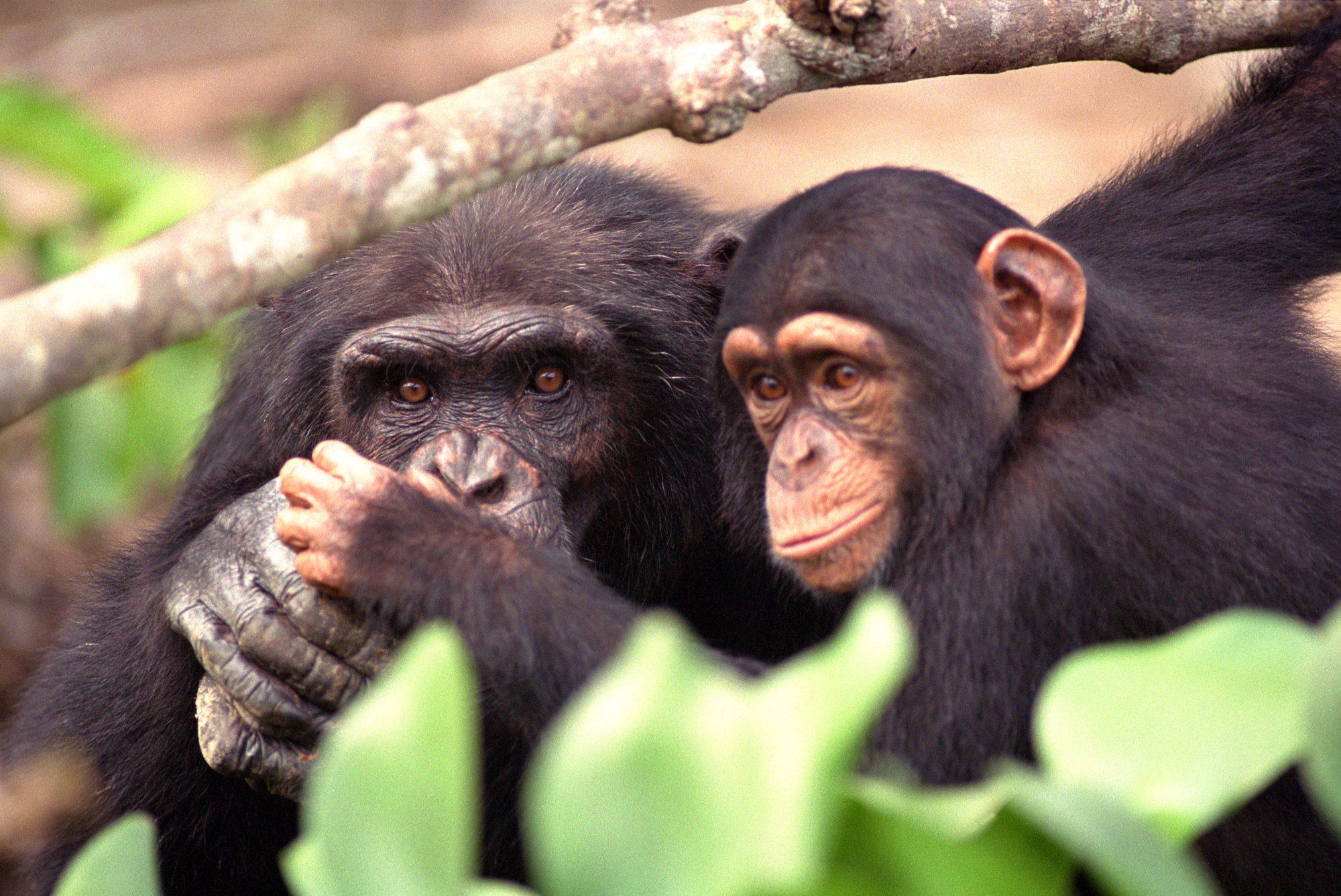 Dos chimpancés en el Parque Nacional de Taï, Costa de Marfil