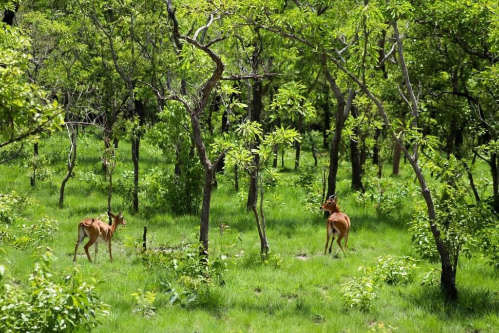 Dos cobos entre los árboles de la Reserva Natural del N’zi