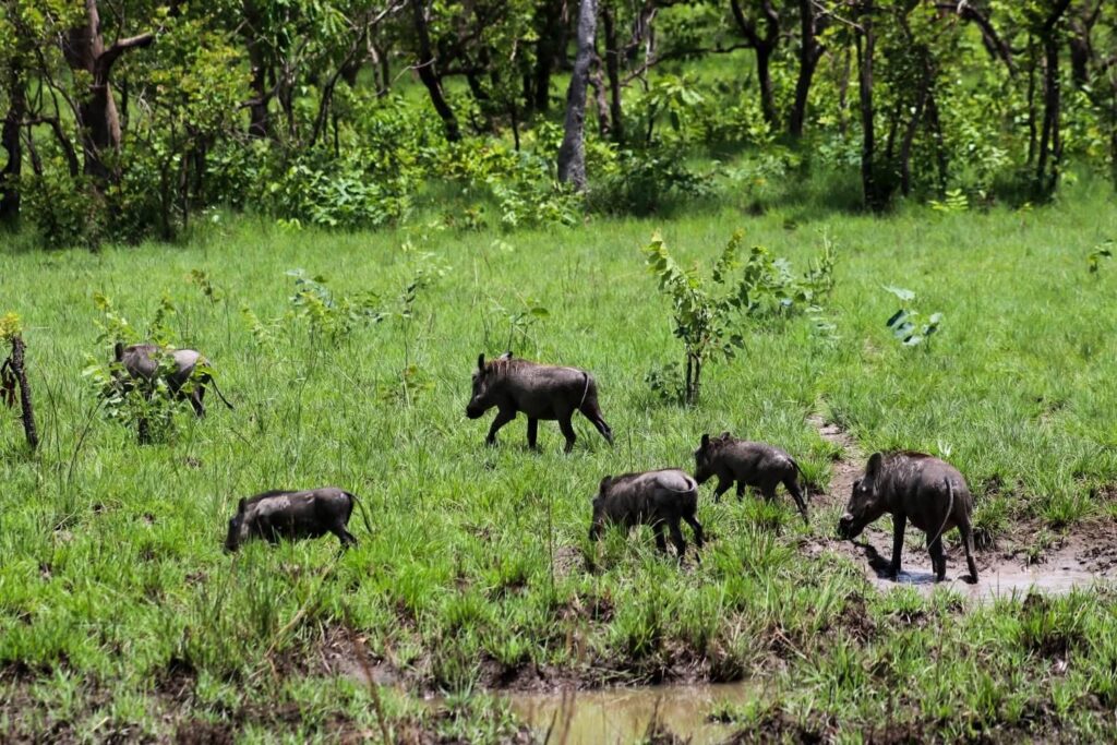 Familia de facóqueros en la sabana de la Reserva Natural del N’zi, Costa de Marfil