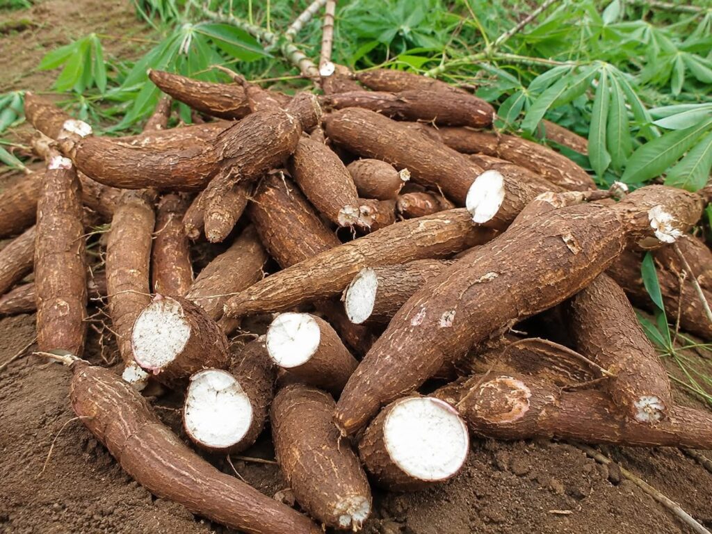 Freshly harvested cassava, the base of Ivorian attiéké